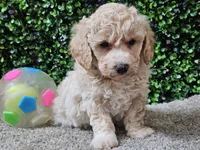Peaches, a female Bichpoo for sale in Boyden, IA – Photo 8 of 10