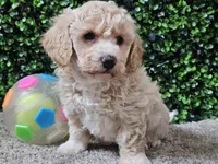 Peaches, a female Bichpoo for sale in Boyden, IA – Photo 4 of 10
