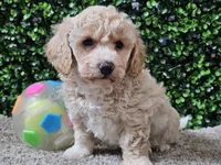 Peaches, a female Bichpoo for sale in Boyden, IA – Photo 7 of 10