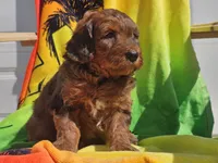 Stitch, a male Miniature Bernedoodle for sale in Boyden, IA – 10 of 10