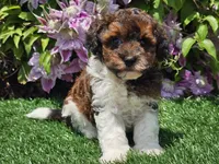 Scotty, a male Havapoo for sale in Boyden, IA – 9 of 10