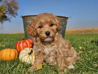 Buttercup , a female Havapoo for sale in Boyden, IA – 10 of 10