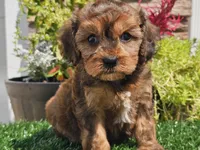 Gianna , a female Cavapoo for sale in Boyden, IA – 10 of 10