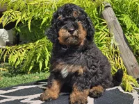 Suki, a male Miniature Bernedoodle for sale in Boyden, IA – 2 of 9
