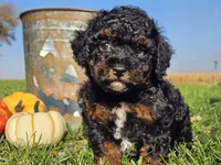 Brandy, a female Havapoo for sale in Boyden, IA – 4 of 10