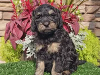 Wags, a male Goldendoodle for sale in Boyden, IA – 2 of 10