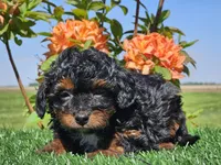 Jeska, a female Miniature Aussiedoodle for sale in Boyden, IA – 3 of 10