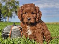 Jango, a male Cavapoo for sale in Boyden, IA – 10 of 10