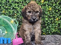 Fletcher , a male Whoodle for sale in Boyden, IA – 8 of 10