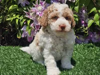 Simba, a male Havapoo for sale in Boyden, IA – 5 of 10