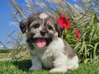 Ella, a female Shorkie for sale in Boyden, IA – 3 of 10