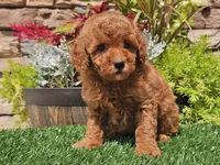 Dascha, a female Poodle - Miniature  for sale in Boyden, IA – 10 of 10