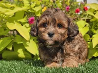 Nash, a male Shihpoo for sale in Boyden, IA – 9 of 10