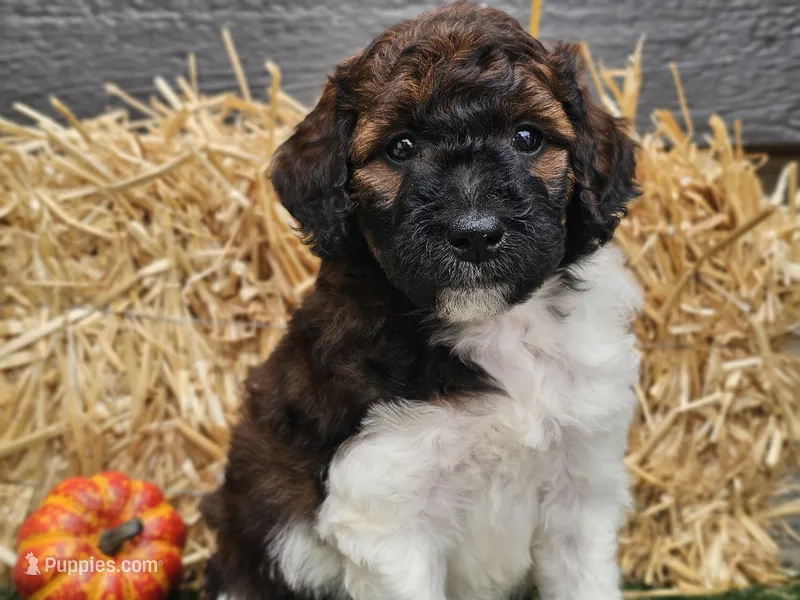 Sasha – Goldendoodle puppy for sale in Boyden, IA