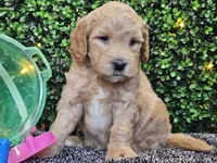 Finnigan , a male Whoodle for sale in Boyden, IA – 10 of 10