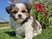 Emily, a female Shorkie for sale in Boyden, IA – 10 of 10