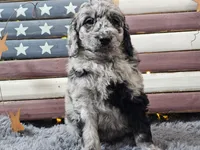 Carter, a male Goldendoodle for sale in Boyden, IA – Photo 4 of 10