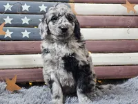 Carter, a male Goldendoodle for sale in Boyden, IA – Photo 9 of 10