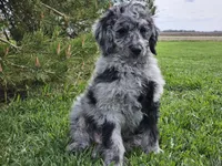 Carter, a male Goldendoodle for sale in Boyden, IA – 7 of 10