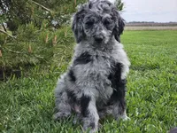 Carter, a male Goldendoodle for sale in Boyden, IA – 8 of 10