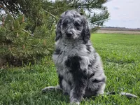 Carter, a male Goldendoodle for sale in Boyden, IA – 10 of 10