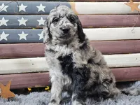Carter, a male Goldendoodle for sale in Boyden, IA – Photo 5 of 10