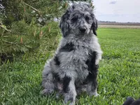 Carter, a male Goldendoodle for sale in Boyden, IA – 6 of 10