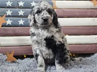 Carter, a male Goldendoodle for sale in Boyden, IA – Photo 10 of 10