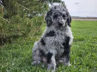 Carter, a male Goldendoodle for sale in Boyden, IA – 4 of 10