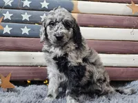 Carter, a male Goldendoodle for sale in Boyden, IA – Photo 7 of 10