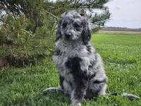 Carter, a male Goldendoodle for sale in Boyden, IA – 9 of 10
