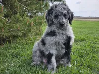 Carter, a male Goldendoodle for sale in Boyden, IA – 3 of 10