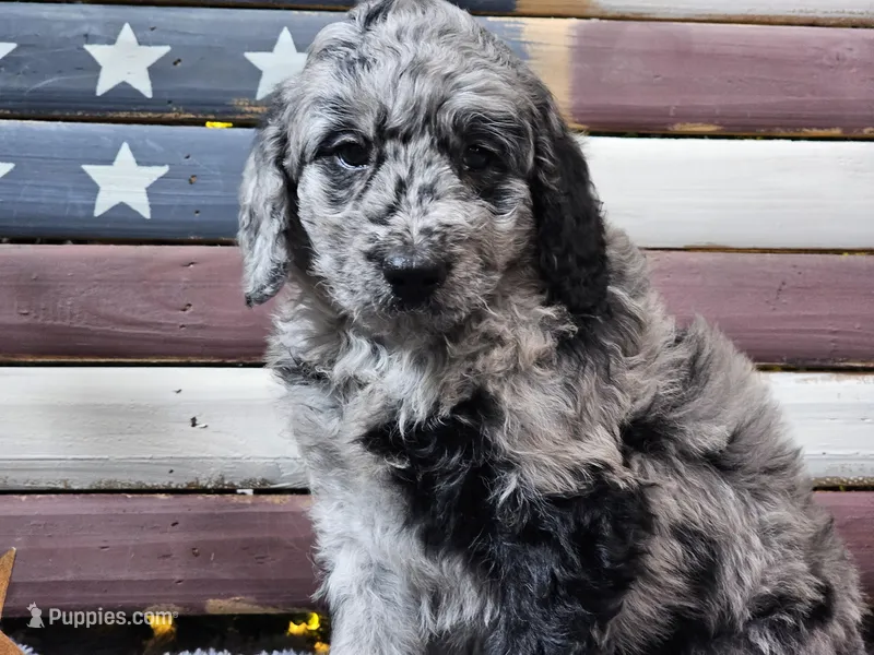 Carter – Goldendoodle puppy for sale in Boyden, IA