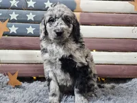 Carter, a male Goldendoodle for sale in Boyden, IA – Photo 8 of 10