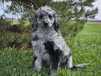 Carter, a male Goldendoodle for sale in Boyden, IA – 5 of 10