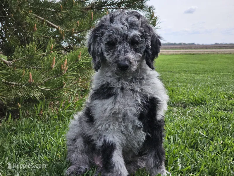 Carter – Goldendoodle puppy for sale in Boyden, IA