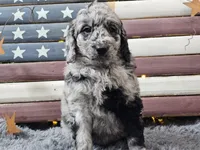 Carter, a male Goldendoodle for sale in Boyden, IA – Photo 3 of 10
