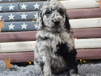 Carter, a male Goldendoodle for sale in Boyden, IA – Photo 6 of 10