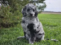 Carter, a male Goldendoodle for sale in Boyden, IA – 1 of 10