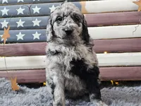 Carter, a male Goldendoodle for sale in Boyden, IA – Photo 2 of 10