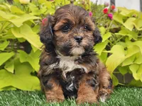 Nori, a female Shihpoo for sale in Boyden, IA – 5 of 10