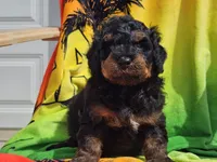 Suki, a male Miniature Bernedoodle for sale in Boyden, IA – 2 of 10
