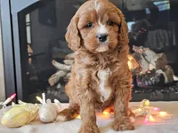 Gucci, a female Cavapoo for sale in Boyden, IA – Photo 10 of 10