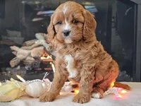 Gucci, a female Cavapoo for sale in Boyden, IA – Photo 8 of 10