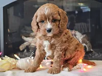 Gucci, a female Cavapoo for sale in Boyden, IA – Photo 2 of 10