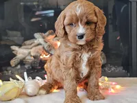 Gucci, a female Cavapoo for sale in Boyden, IA – Photo 7 of 10