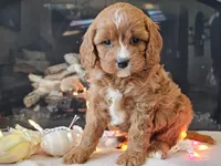 Gucci, a female Cavapoo for sale in Boyden, IA – Photo 4 of 10