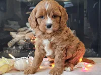 Gucci, a female Cavapoo for sale in Boyden, IA – Photo 5 of 10