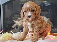 Gucci, a female Cavapoo for sale in Boyden, IA – Photo 1 of 10