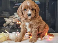 Gucci, a female Cavapoo for sale in Boyden, IA – Photo 3 of 10